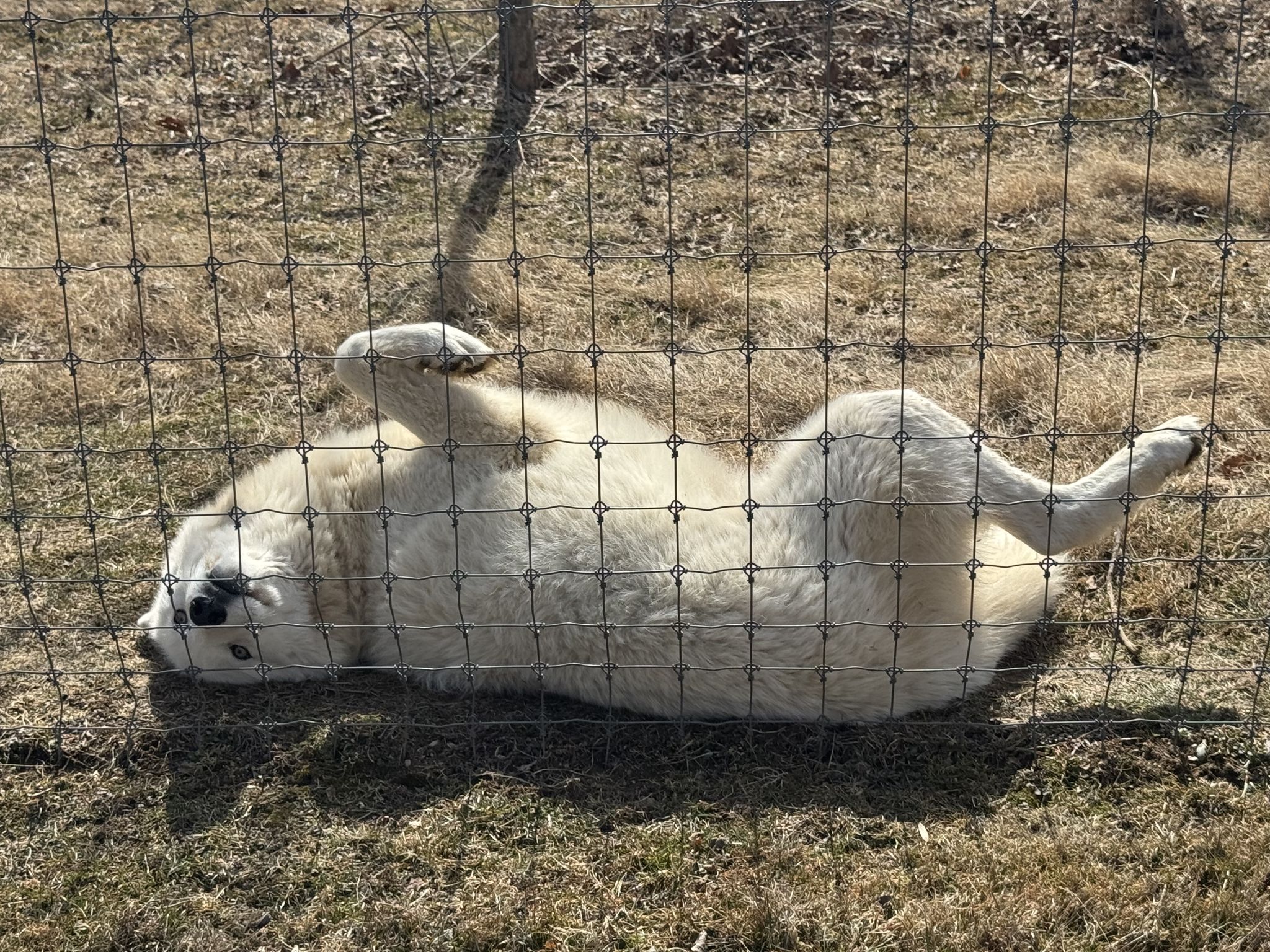 Good boy