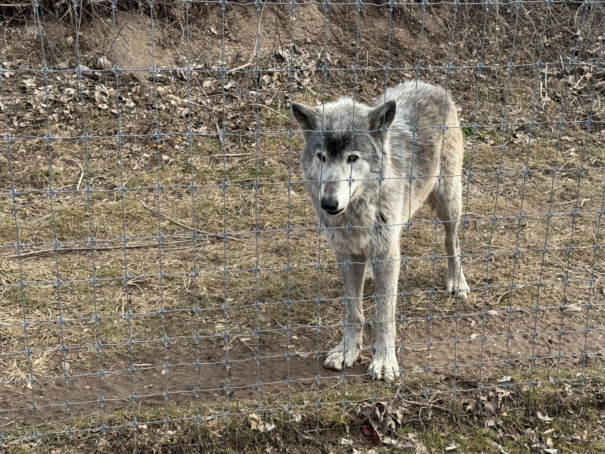 Mostly dog. Wanted to come home