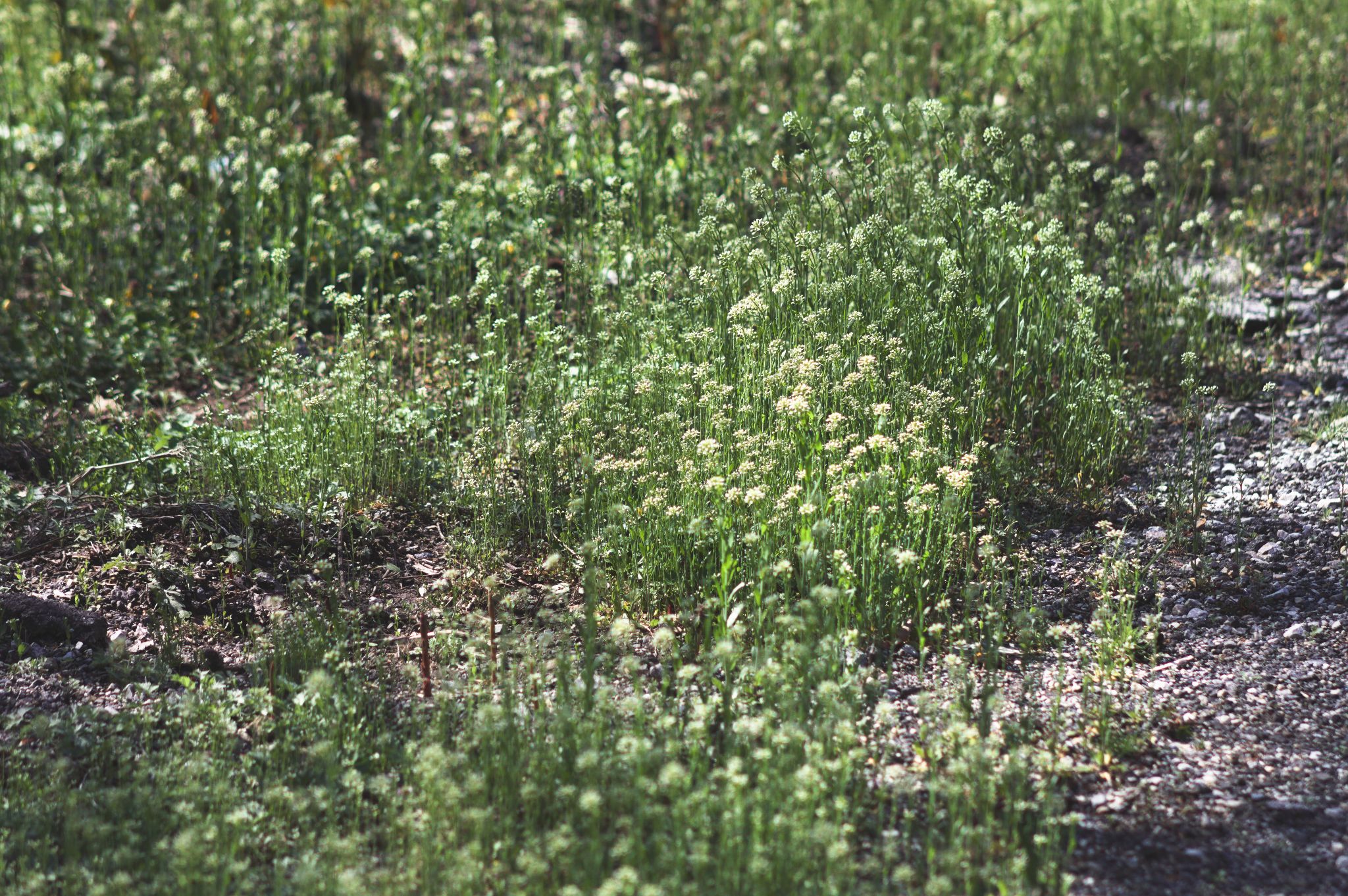 Some plants sprouting out of the ground