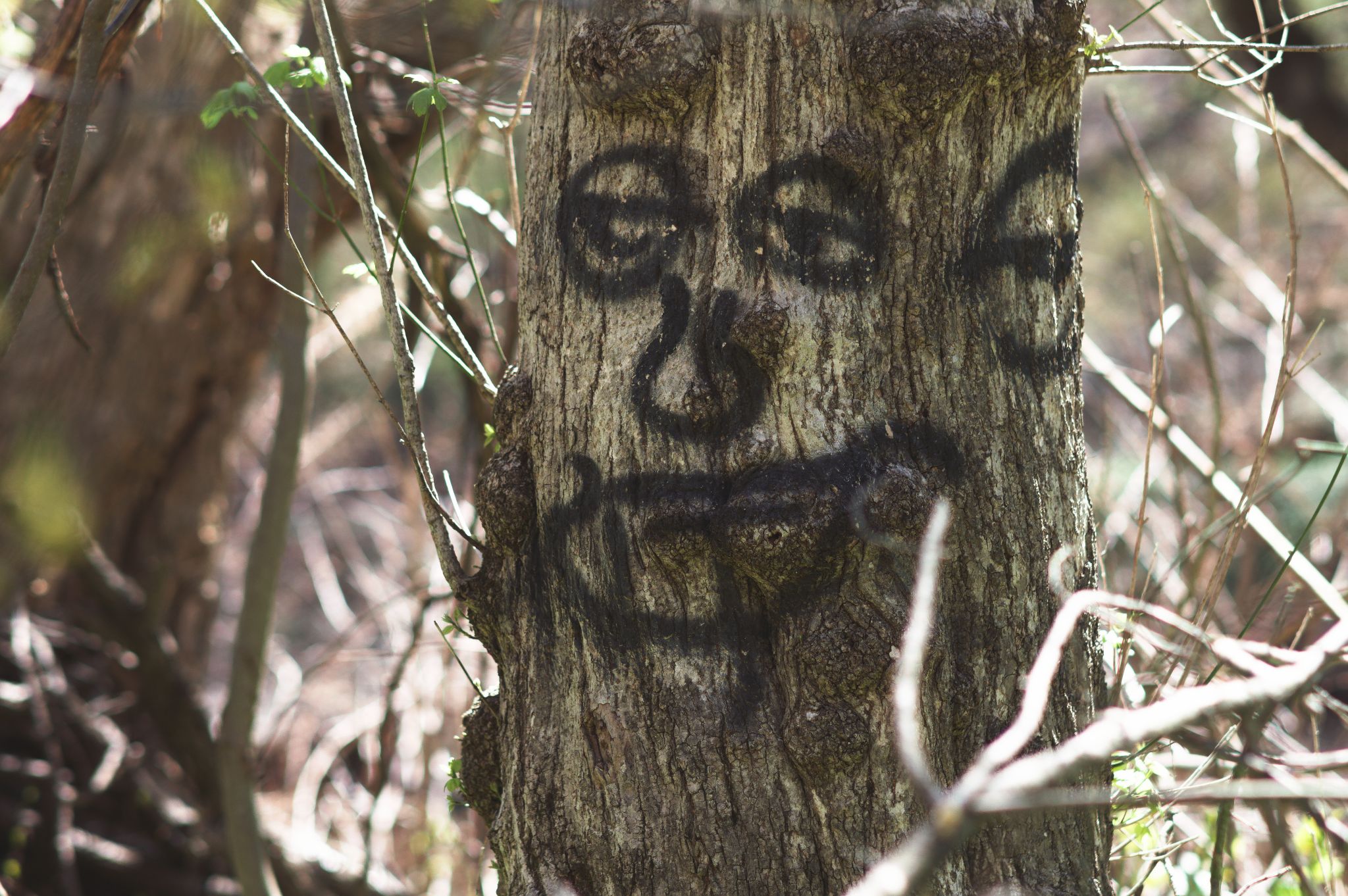 A tree with a silly face spray painted on it.