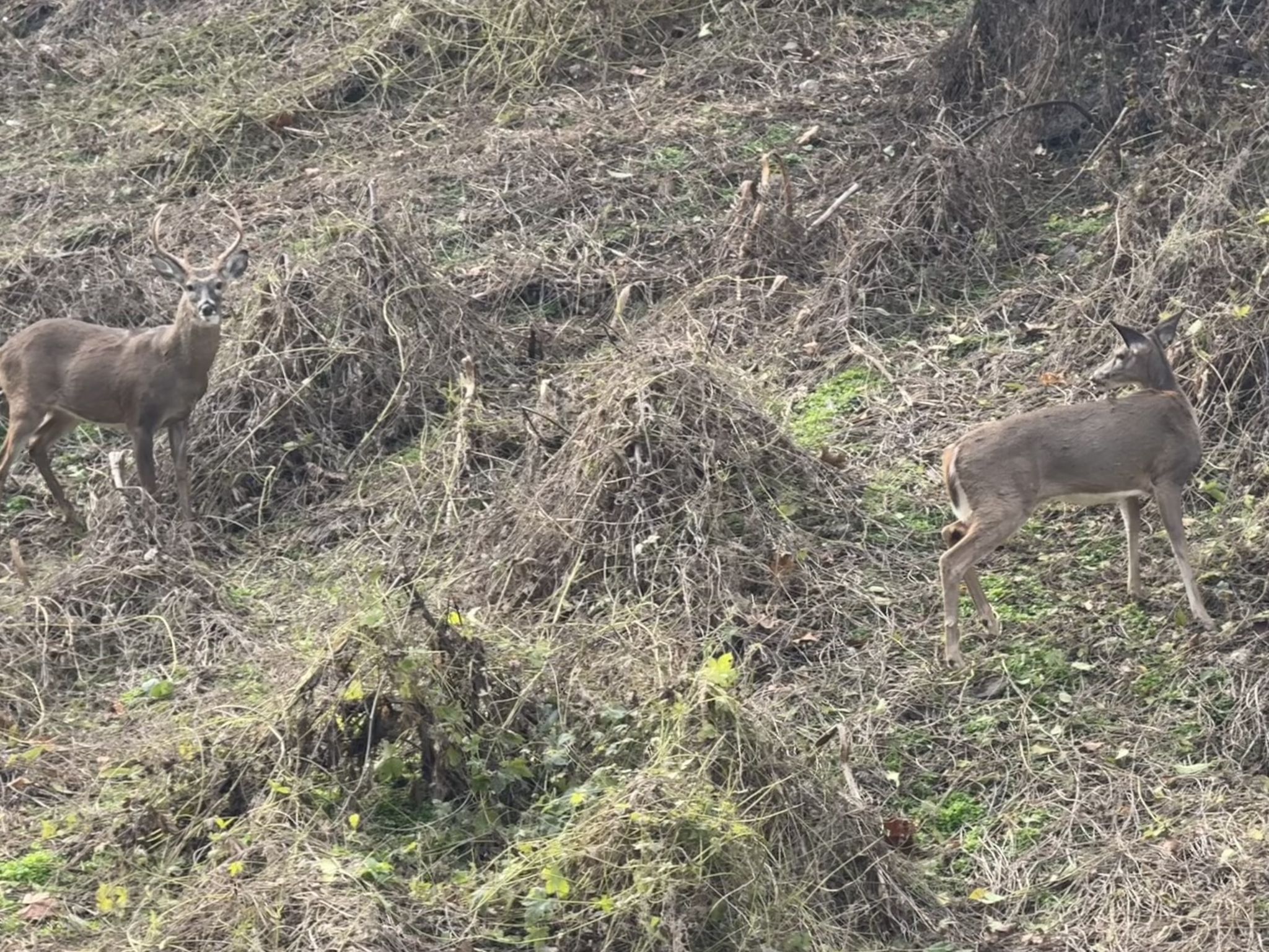 Oh, there are the rest