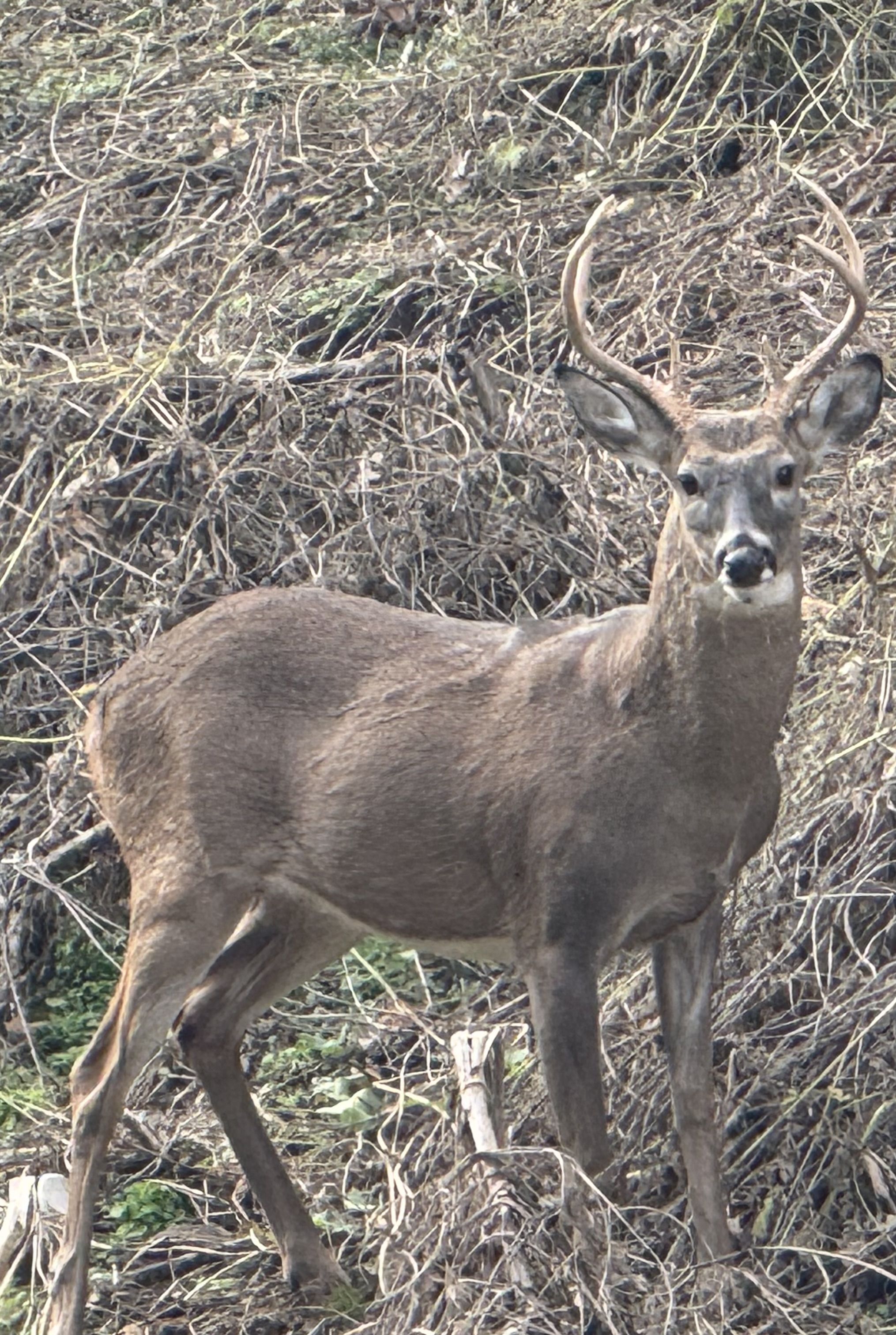 I’m Buck and I like…