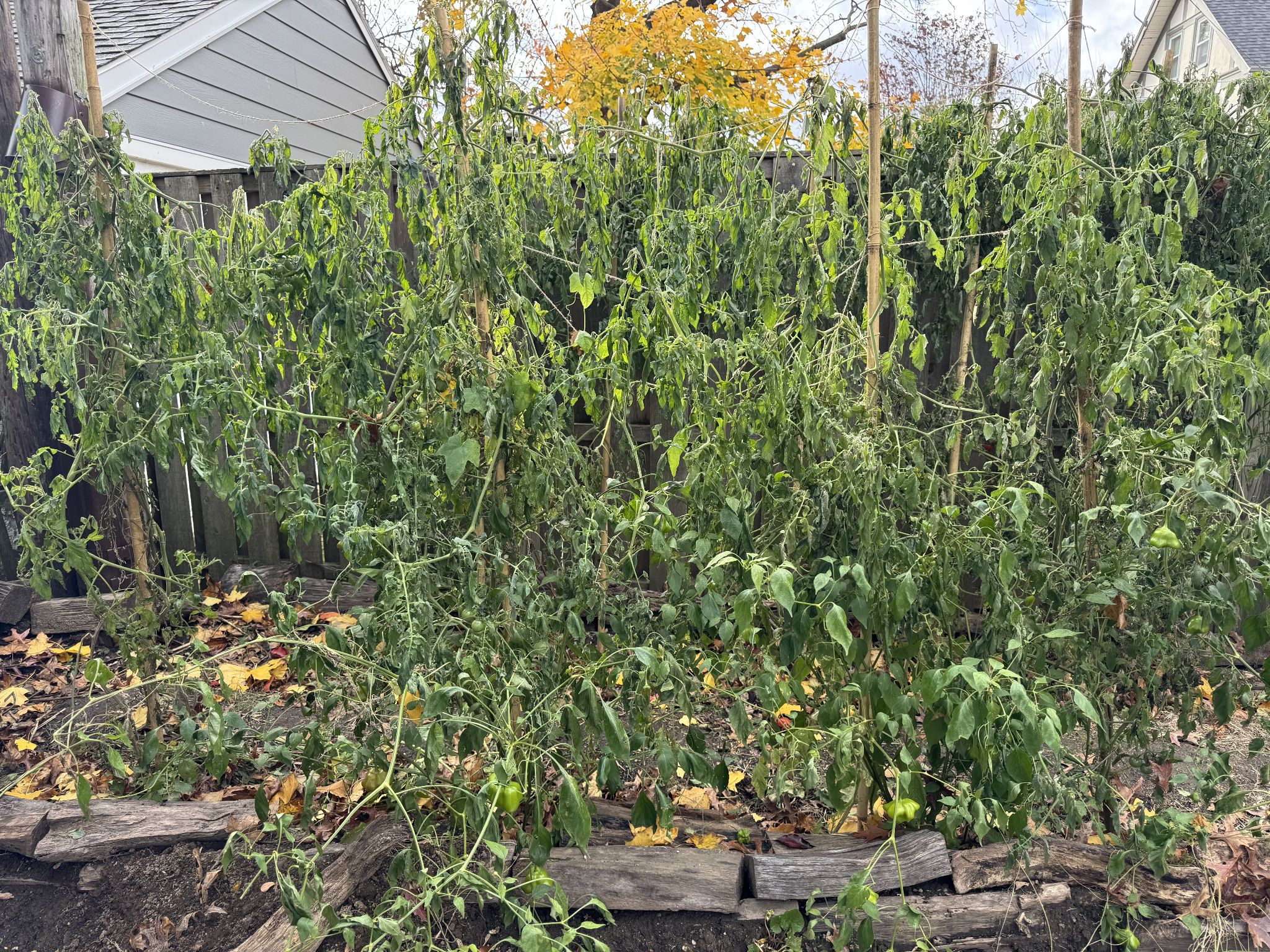 Could’ve been something