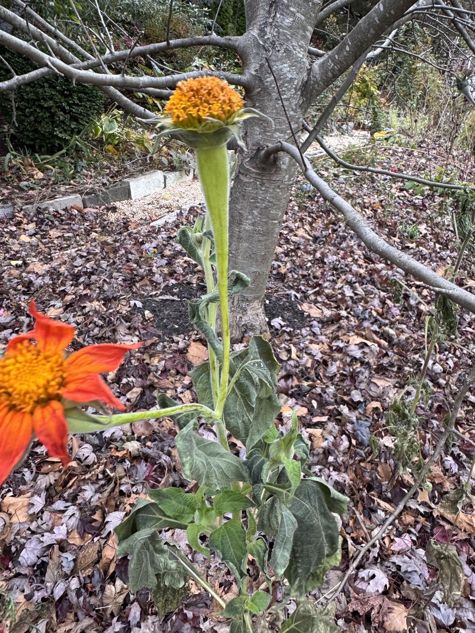 Hasn’t given up yet 