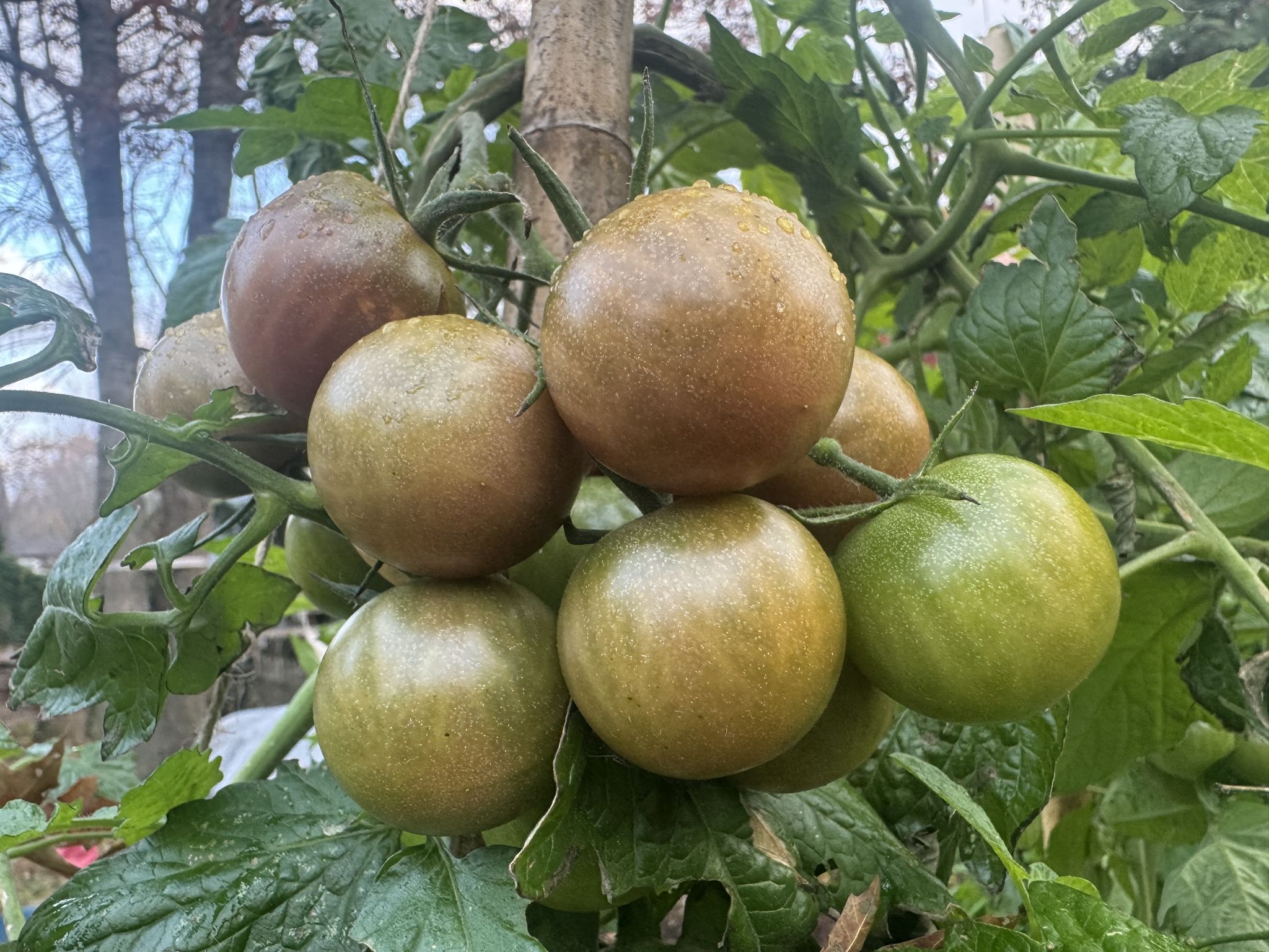 Cherry guys or whatever