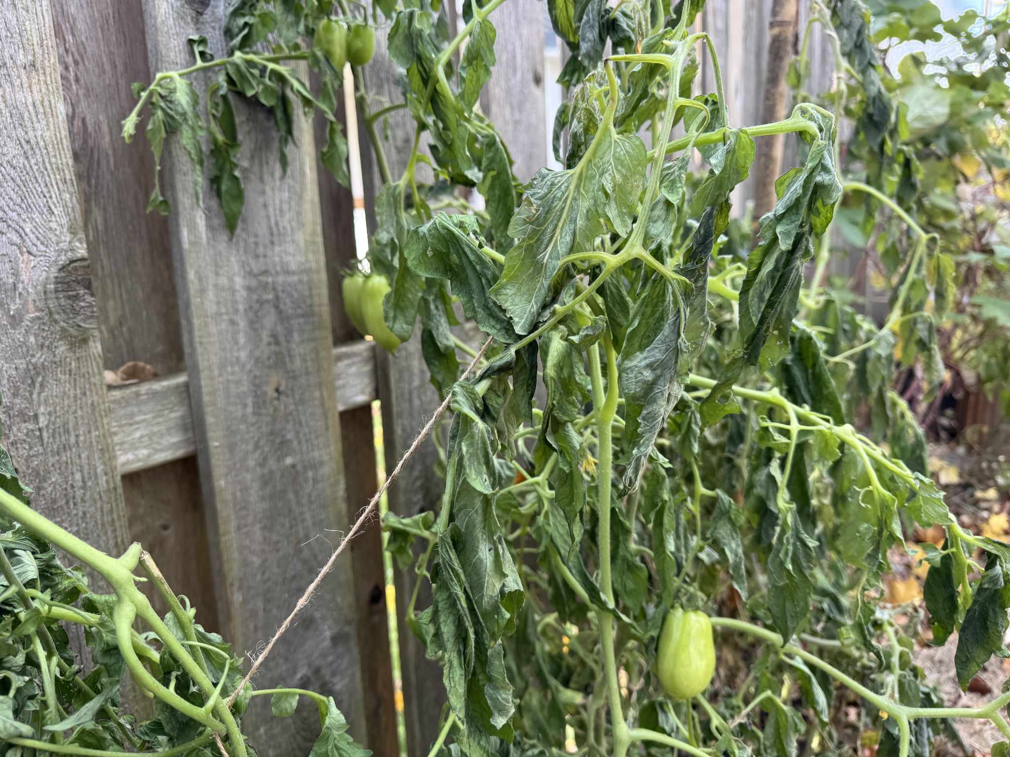 Discovered some bonus tomatoes behind the wilted leaves 