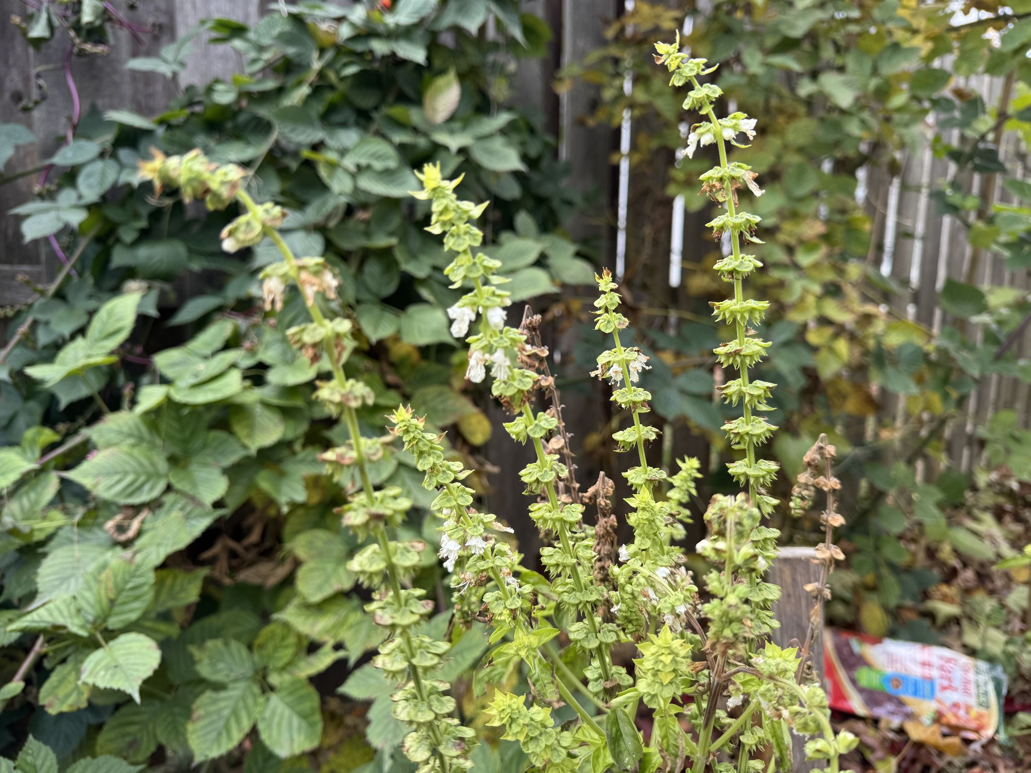 Basil flowers going strong 