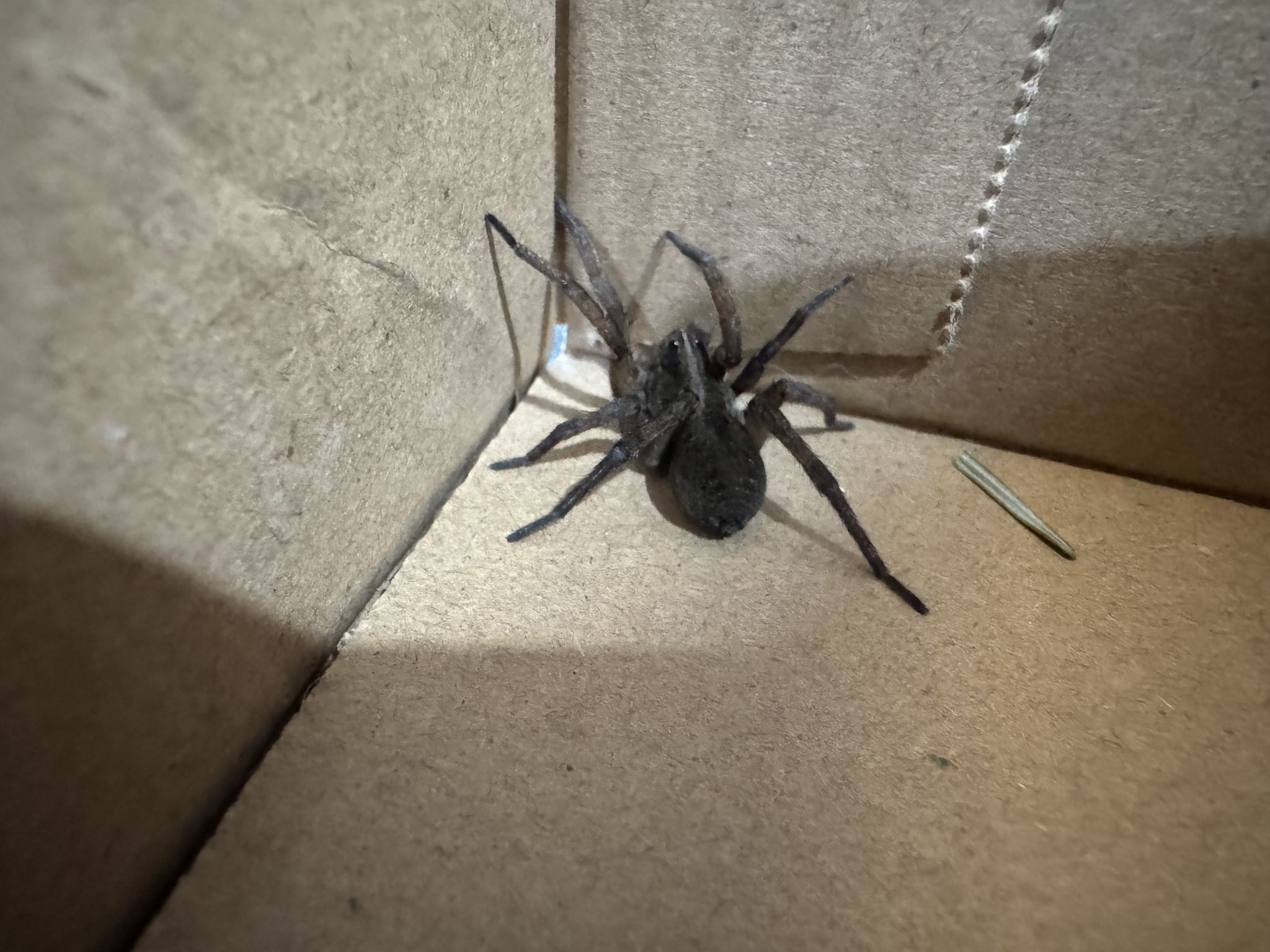 Found in my Christmas decorations box 