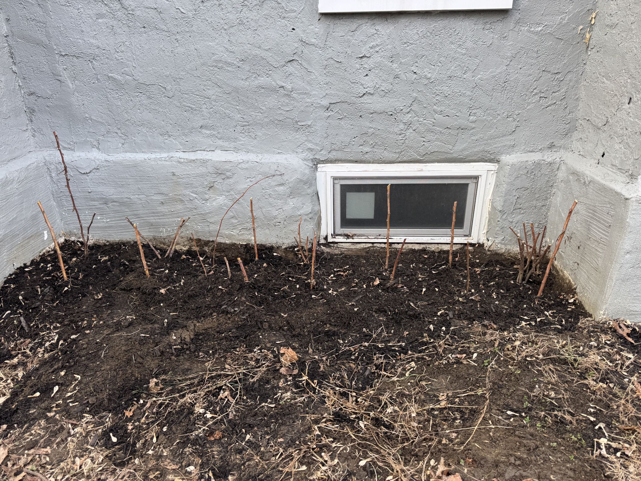 And raspberries in their new home