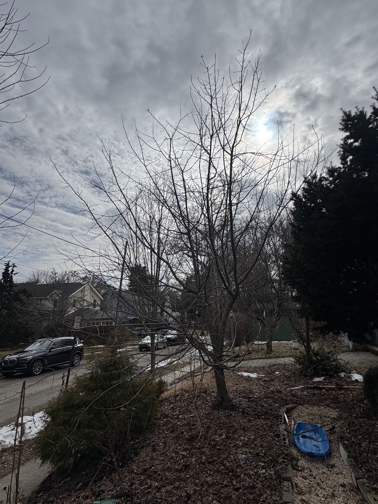 First priority, make it so the squirrels can’t jump to the tree from the evergreen