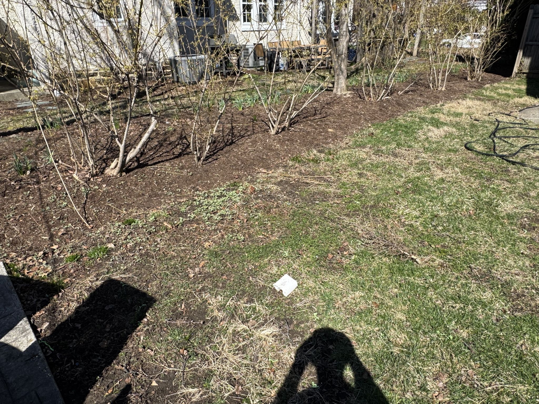 And considering putting in a bunch of grapes and making horizontal vines between our house and neighbors right in front of these bushes