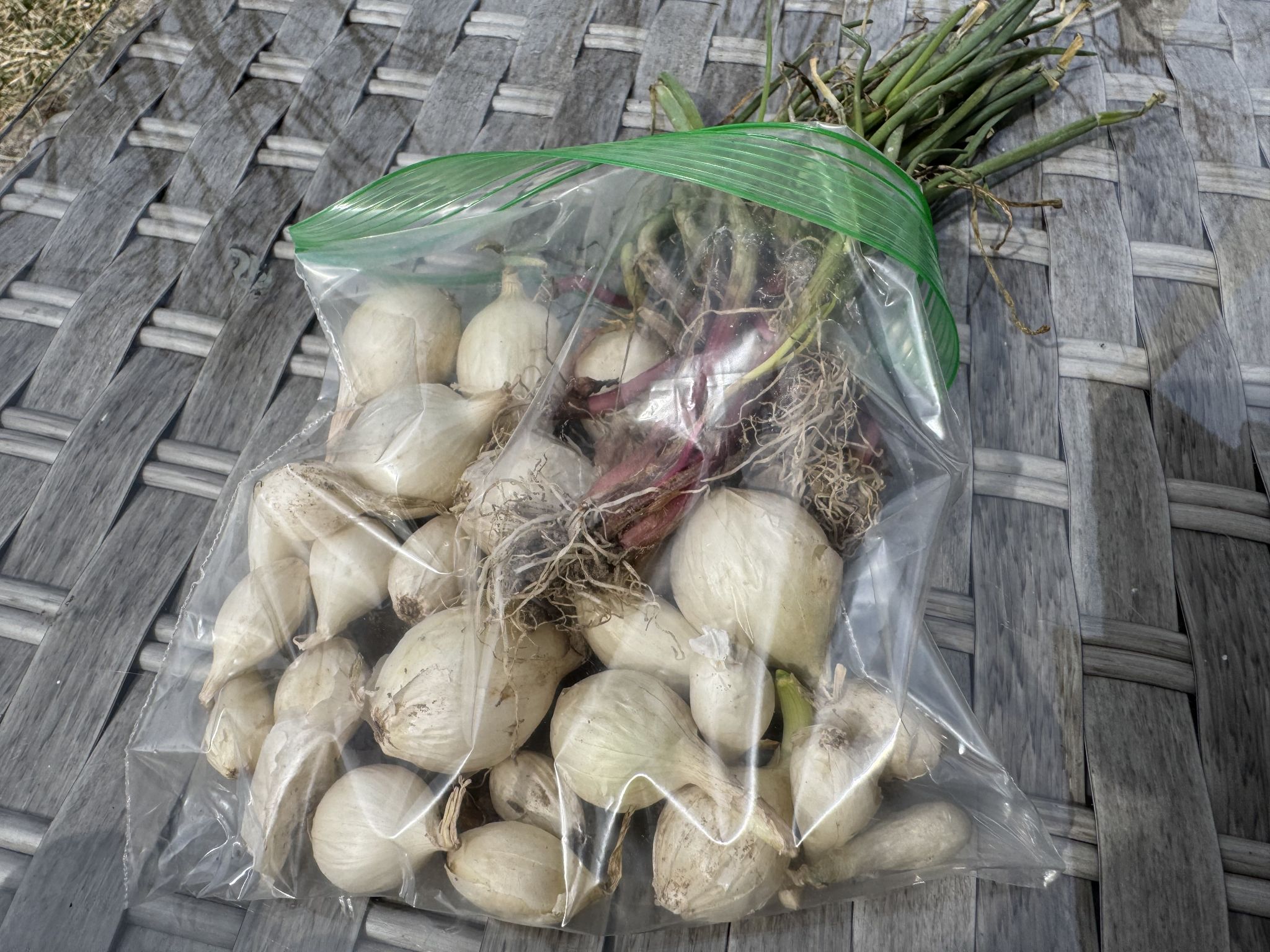 Some onion and other bulbs 