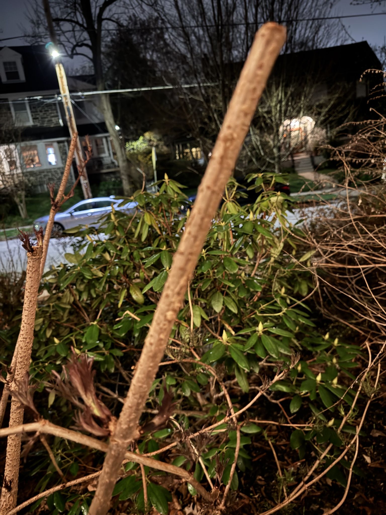 A bunch of useless stick above the new shoots