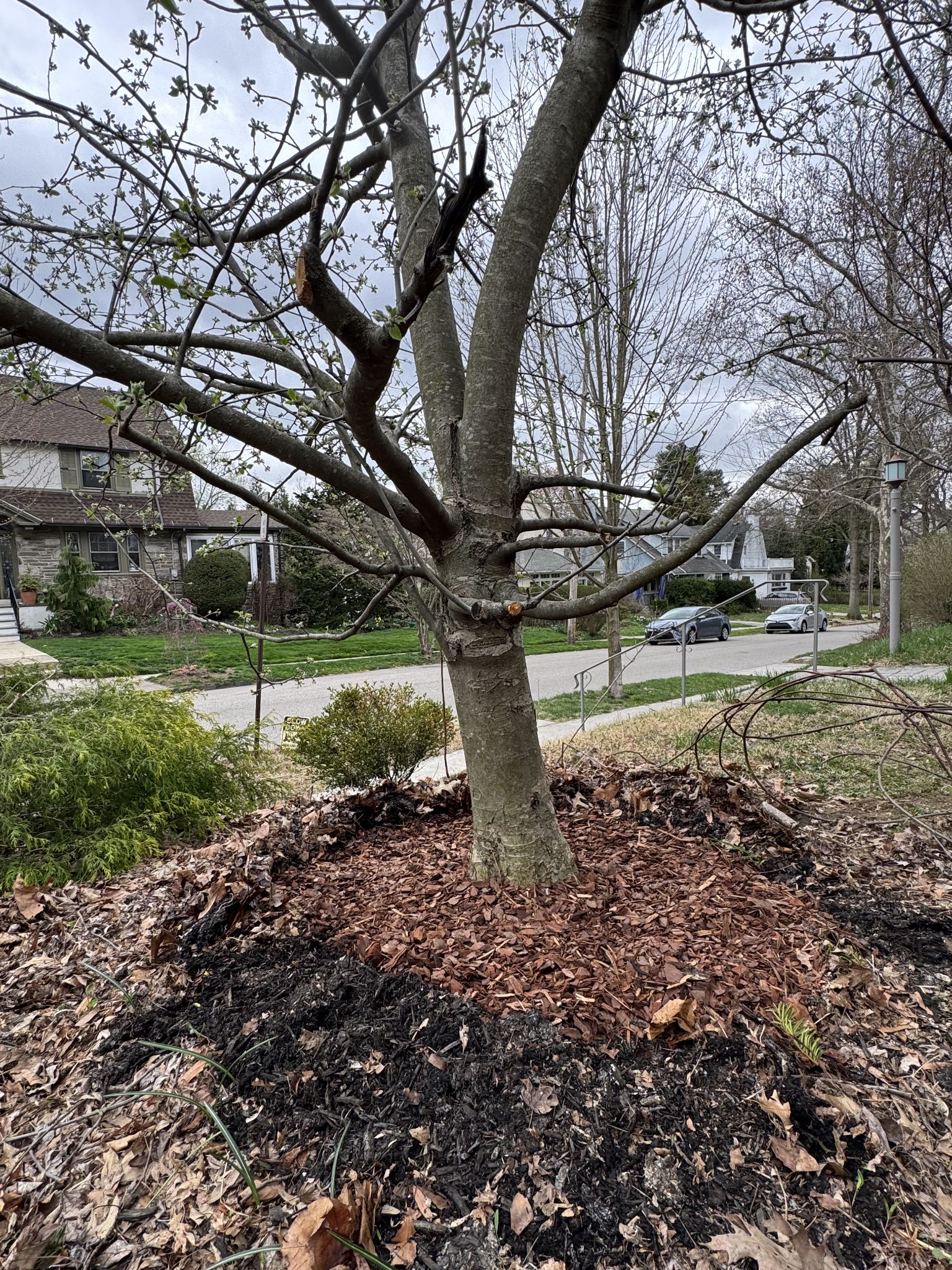 New pine bark mulch situation
