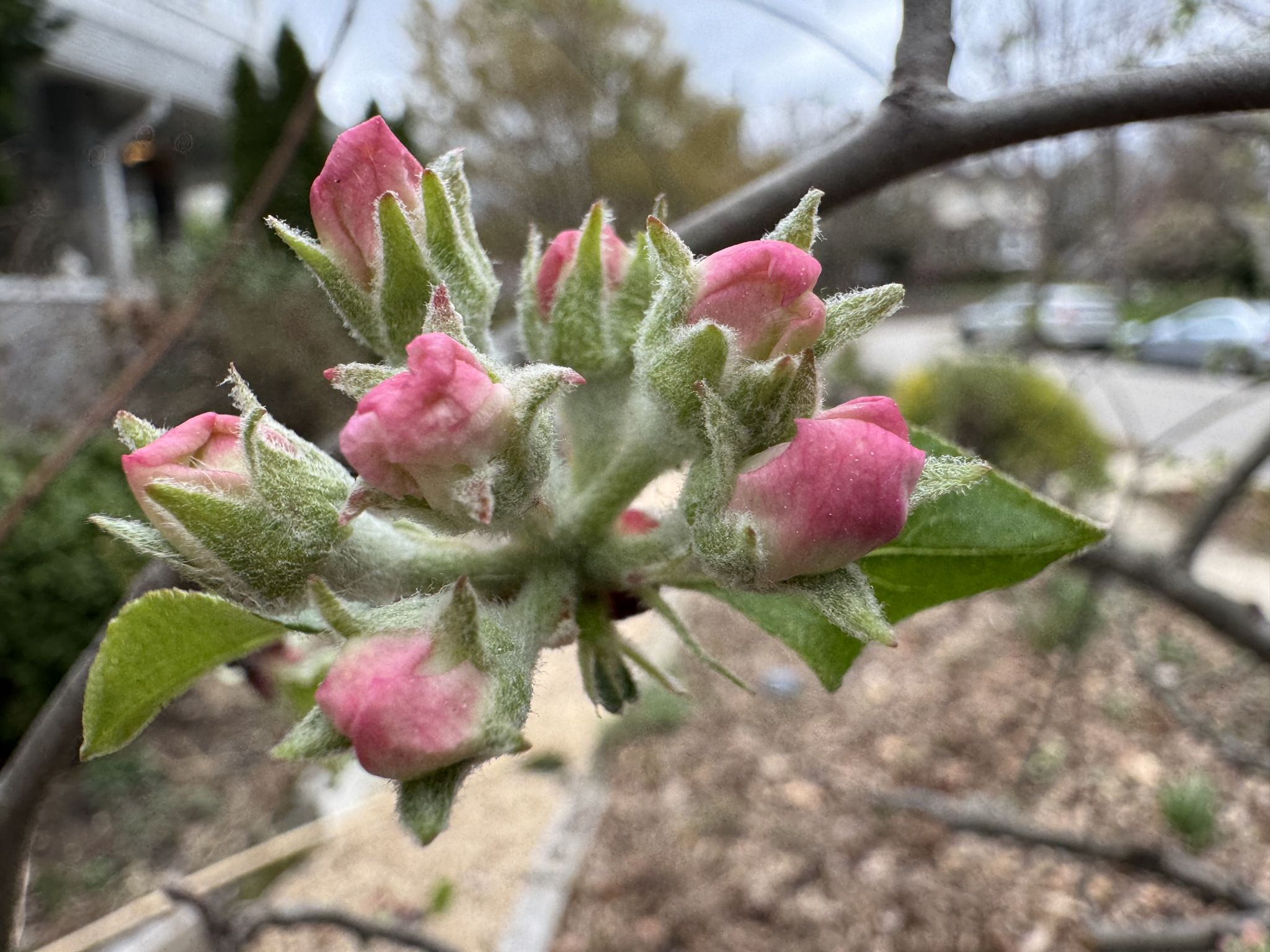 Almost flower situation