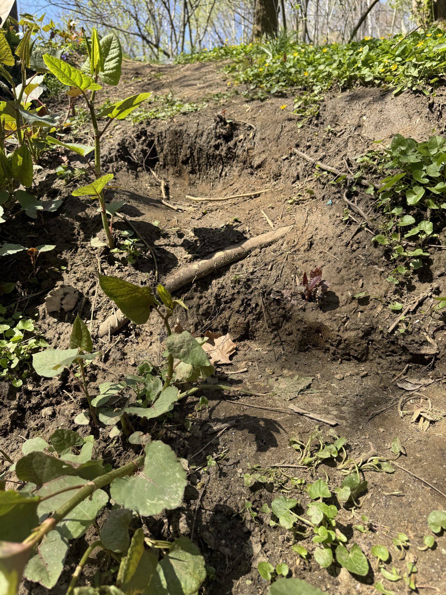 Somebody carved some steps into the hillside, which was nice 