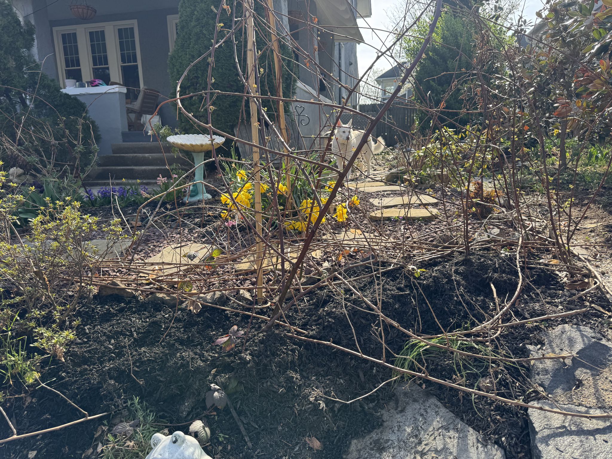 Bonus secret doggo pic