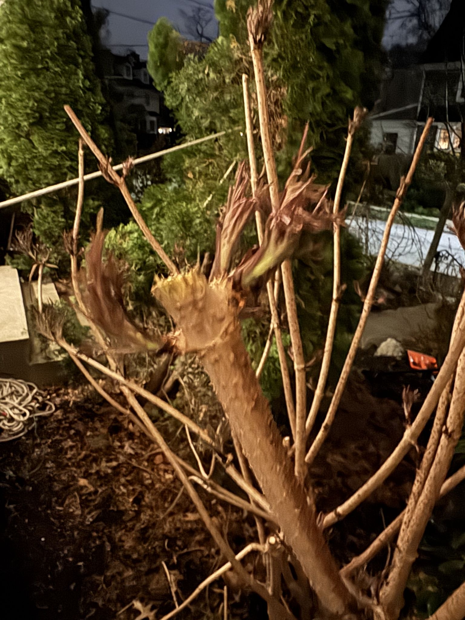 Bunch of shoots right where I trimmed above the node 